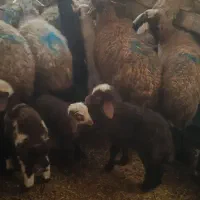 میش و بره جوان|حیوانات مزرعه|سنقر, |دیوار