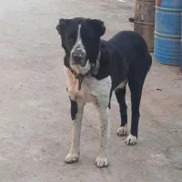 سگ افغان گوسفندی دهن پاک|سگ|قم, قلعه کامکار|دیوار