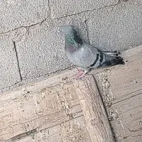 کفتر