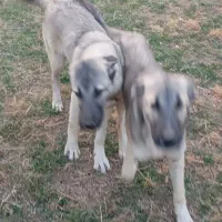 توله سگ ۷ماه