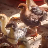 تولیدی جوجه گلپایگان قزوین|حیوانات مزرعه|قزوین, |دیوار