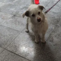 سگ اشپیتز|سگ|تهران, شادآباد|دیوار