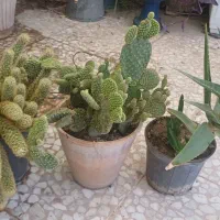 پک سه گلدان