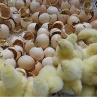 کارخانه کویران بهترین نژادهاجوجه گوشتی