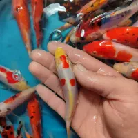 پک ماهی کوی صد در صد نژاد|ماهی|خمینی‌شهر, |دیوار