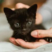 حیوان خانگی