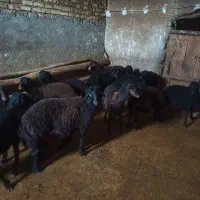 بره نر دشتی|حیوانات مزرعه|سجاس رود, |دیوار