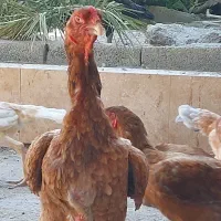 خروس مرغ وجوجه خروس|حیوانات مزرعه|میناب, |دیوار