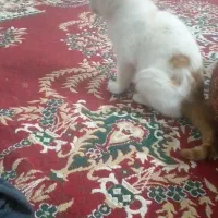 نگهداری از دوتا بچه گربه خانگی|گربه|بجنورد, |دیوار