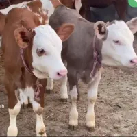 فروش انواع گوساله|حیوانات مزرعه|تهران, ایرانشهر|دیوار