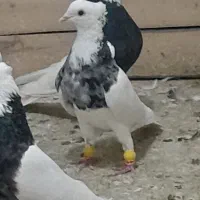 ۲۳ تا طوقی|پرنده|کشکوئیه, |دیوار