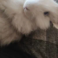 خرگوش