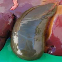 تهیه اعضای گاو و یا گوسفند برای تشریح و مطالعه|خدمات آموزشی|گناباد, |دیوار