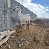 نریون کرد|اسب و تجهیزات اسب‌سواری|اصفهان, سروستان|دیوار