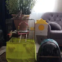 عروس هلندی پدر و پسر سخنگو