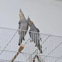 جوجه عروس هلندی