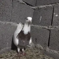 تعدادی کبوتر|پرنده|مینودشت, |دیوار