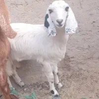 بز مری چتی ۴ماه ب بالا ابستن