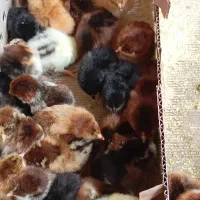 جوجه رسمی گلپایگانی