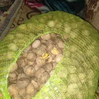 گردو کشاورزی اندازه متوسط مغز پر قیمت 290هزار