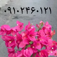 فروش سیمکارت ۰۹۱۰۲۴۶۰۱۲۱