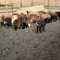 بره|حیوانات مزرعه|پیشوا, |دیوار