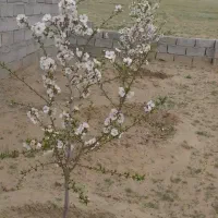 باغ‌در‌اوغلی