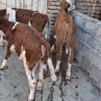 گوساله درجه یک