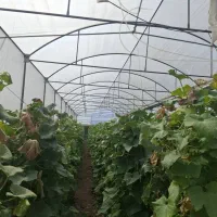 سازه گلخانه|مصالح و تجهیزات ساختمان|مرند, |دیوار