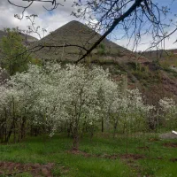 گردو تکانی با کمربند ایمنی