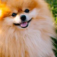 سگ پامر،پامرین اصیل برای جفتگیری،جفت گیری