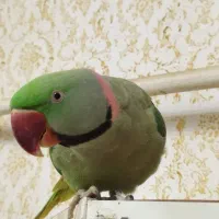 شاه طوطی سخنگو ورام دستی|پرنده|اردبیل, |دیوار