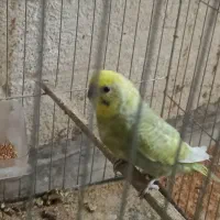 مرغ عشق مولد به همراه 4 جوجه فقط 650|پرنده|رودهن, |دیوار