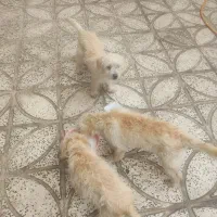 سگ شیدزو|سگ|ایلام, |دیوار