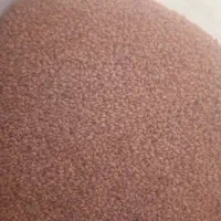 گندم بذری پیشگام