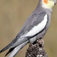 عروس هلندی گم شده