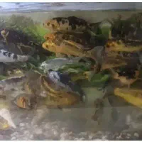 ماهی کوی بزرگ باله بلند.