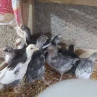 تخم مرغ نطفه دار  گلین لری چهل تاج ریشی|حیوانات مزرعه|شهرضا, |دیوار