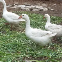 غاز تخمگزار محلی