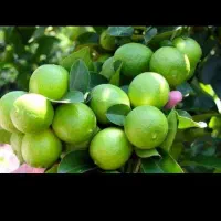 خریدار میوه باغ لیمو و غیره از باغدارهستم|خدمات باغبانی و درختکاری|دزفول, |دیوار