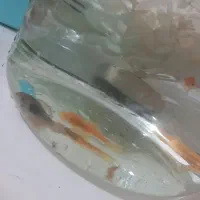 اکواریوم
