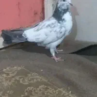 کفتر|حیوانات|نهاوند, |دیوار