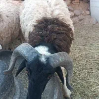گوشت بره