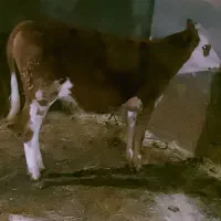 ۲عدد گوساله سیمینتال اصیل ۴ماهه قطع شیر