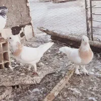 ۲عدد کبوتر نوک قناری|پرنده|پارسآباد, |دیوار