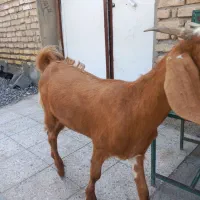 گیسه دو ماه اوس