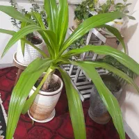 گل سوسن عنکبوتی