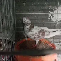 کفتر|پرنده|اصفهان, عمان سامانی|دیوار