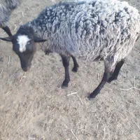 بره رومانف لنگه چند قلو نر و ماده