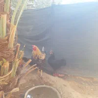 خروس محلی